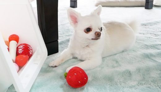 【しゃべる犬】遊ぼうって必死に話しかける犬が可愛すぎる