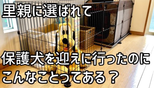 【保護犬】を迎えに行き起こった信じられない出来事