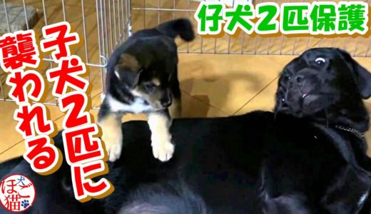 【犬　子犬　保護犬】仔犬２匹を保護　子犬達に襲われるラブラドールレトリバー