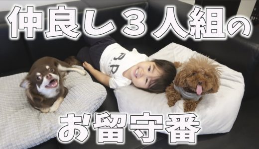 犬と赤ちゃんのお留守番☆トイプードルとチワワの子犬くん