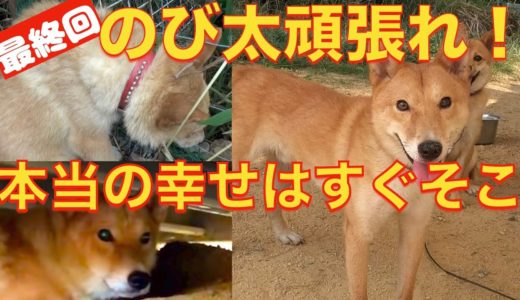 【最終回】保健所出身野犬？野良？のび太くん第二の犬生に向けて卒業。幸せになぁ〜れ‼️