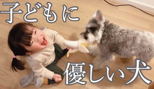 【犬と暮らす】犬は子どもの遊び相手になる【シュナウザージジトト】