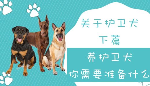 养一只护卫犬你需要准备些什么，关于护卫犬你所需要知道的（下篇）