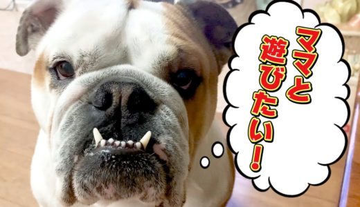 自分を人間だと思ってる犬が北斗ママに遊んでもらえない時の反応が可愛いすぎる【ブルドッグ】