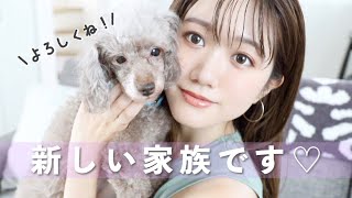 新しい家族を紹介します！#保護犬 #トイプードル