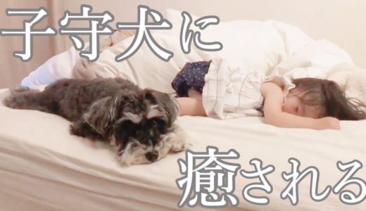 【犬と子ども】1歳娘のことが大好きすぎるわんちゃん【シュナウザージジトト】