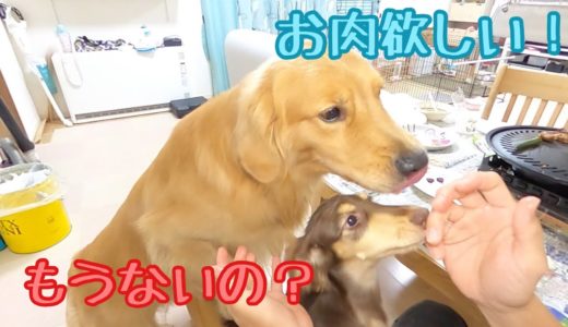 焼肉あげたら犬達の興奮が止まらなかった！ショコラは初肉♪クッキーは肉と一緒に優しさも食べちゃいました。ゴールデンレトリバーのクッキーとミニチュアダックスフンドの子犬ショコラとの幸せな日常