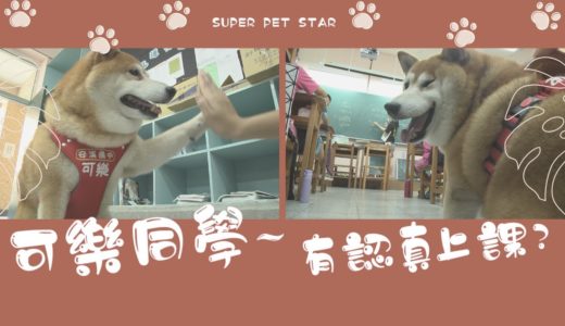 寵物 可 樂│萌寵明星!安溪國中校犬可樂每天忙什麼