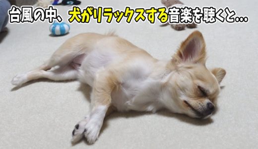 台風の中、犬でもリラックスする音楽を聴かせるとリラックスしすぎて寝ちゃう姿が可愛いすぎる【チワワ】【dog】【chihuahua】