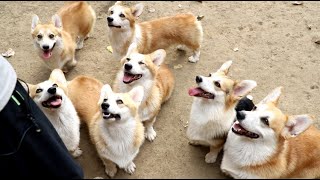 柯基犬没有“三通”就是失格？你可以不懂，但不要乱说Corgi is disqualified without 