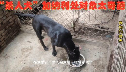 “杀人犬”加纳利处对象太奇葩，前一秒你侬我侬，转眼就遭遇家暴