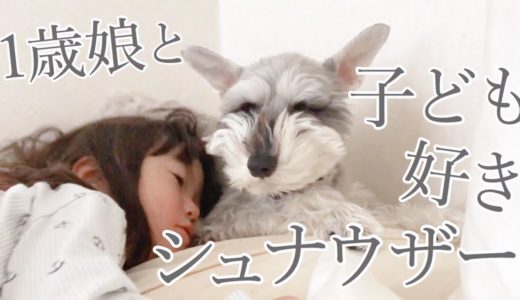 【癒し】犬と子どもの関係に変化があらわれました【シュナウザージジトト】