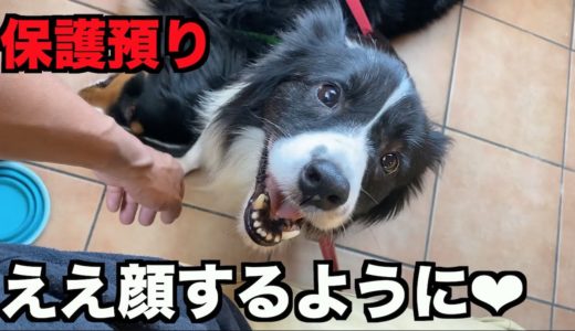 保護犬ボーダー・なんかほっこりした日々【30-31日】