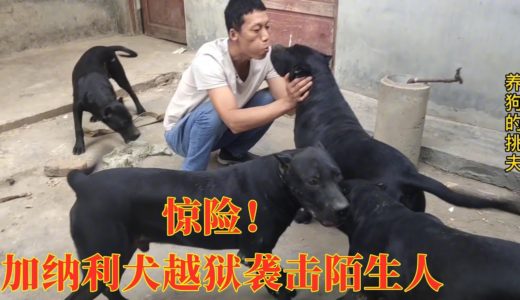 惊险！加纳利犬越狱袭击生人，容不得半点疏忽，主人好不狼狈