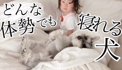 【ほのぼの育児】犬2匹と1歳娘の暮らし【シュナウザージジトト】