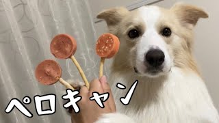 犬に可愛いオヤツをあげたら可愛さ倍増するのか！？【ボーダーコリー】