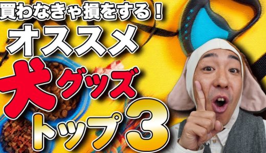 犬グッズのオススメトップ３！買わなきゃ絶対に損をする！松本秀樹がご紹介！