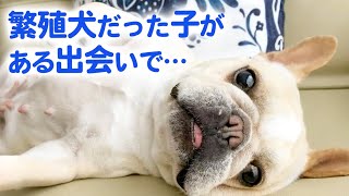 繁殖犬として生き飼育放棄されたフレブルが、新たな飼い主さんと出会い、外の世界を知っていく…