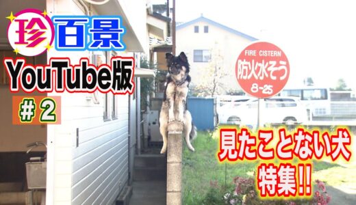 珍百景Youtube#2　見たことない犬特集