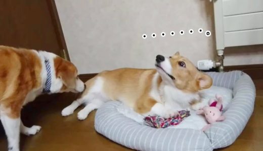 先輩犬からボディチェックを受けて白目になるコーギー