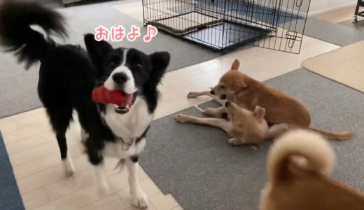 子犬と成犬のお家での過ごし方はこんなに違います！【BGMなし】