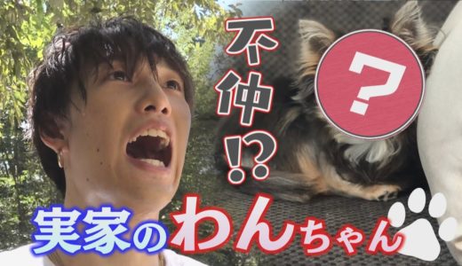 【克服】不仲な実家犬と仲良くなれる！？