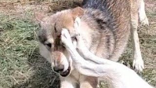 大型犬との争奪戦に果敢に挑む狼犬子犬