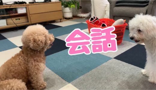 先輩犬の期待に応えてくれない後輩犬 トイプードル/マルプー