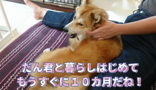 保護犬だん君と暮らし始めてそろそろ10ヵ月！早いもんだね！