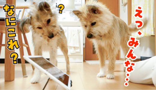 保護犬に大好きな兄弟の動画を見せたらすごいことになってしまった…