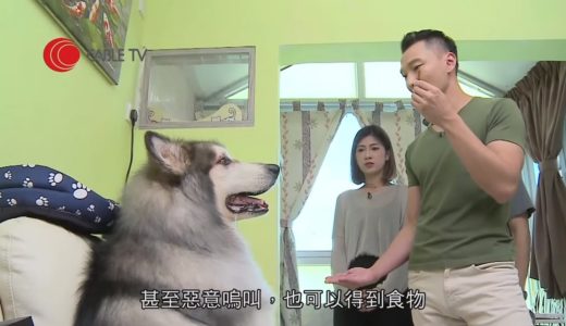 巨犬雪撬因護食一掌打暈貴婦 Eric Ko出手瞬間糾正惡意嗚叫問題 一條零食令狗狗學識尊重主人【煉狗術師S1 EP8-1】