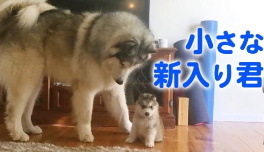 ハスキー犬じゃないよ！ モフモフの大型犬マラミュートの兄弟が、仲良く＆大きくなっていく♡