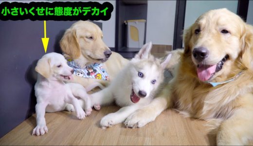 新入りハスキー犬を受け入れない奴らがいた・やっぱりゴールデンレトリバーの心が広いって分かる動画