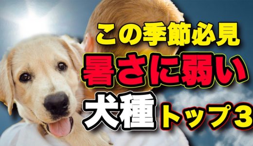 【知ってた？】夏にめっちゃ弱い犬種ランキング！トップ３！