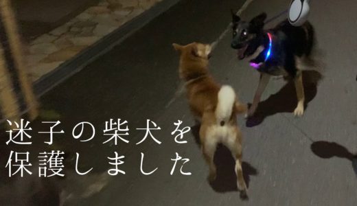 【ジャーマンシェパード】迷子の柴犬を保護する犬【German Shepherd Dog】My Dog Found Out the Lost Shiba Inu.