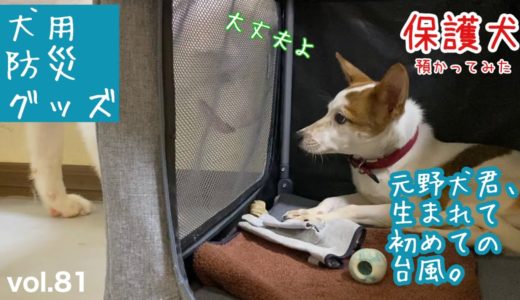 【保護犬預かり】台風10号に備えます【めはまど家の犬用防災グッズ】