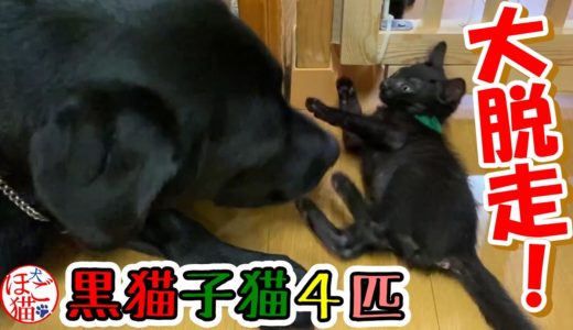 【猫　子猫　黒猫　保護犬】子猫vsラブラドールレトリバー　阻止不可避！全員大脱走！