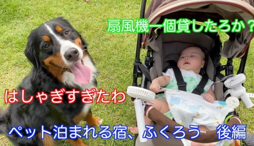 【犬と旅行】後編　ペットと泊まれる宿　ふくろうへ行く　バーニーズマウンテンドッグ　 bernese mountain dog