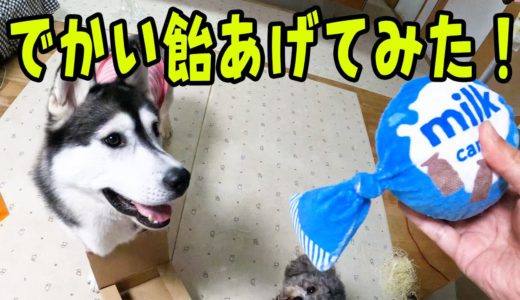 ドギーボックスに急に倒れこむハスキー犬と保護犬トイプードル