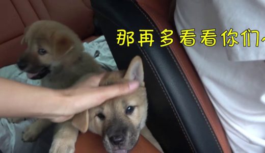 3只中华田园犬被打包送走，场面莫名伤感，却是为了更好的将来！