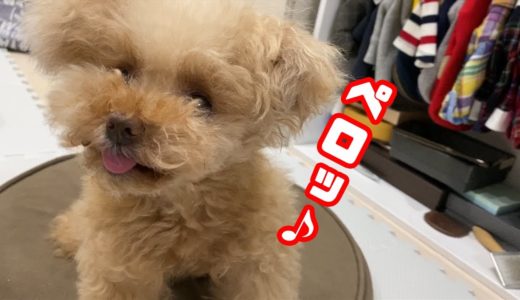 大好物を前にペロペロが止まらない犬が可愛すぎるｗ【ティーカッププードル　トイプードル　teacup poodle】