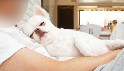 パパに抱っこされて赤ちゃんみたいに甘える犬！デレデレのチワワのコハク