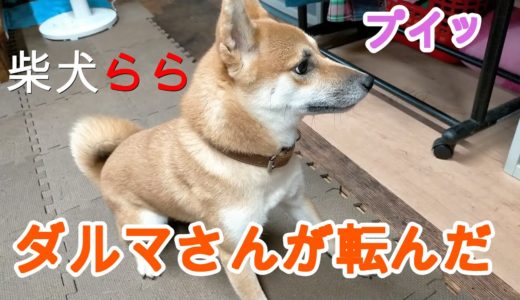 犬とダルマさんが転んだ