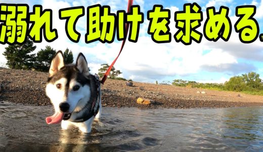 溺れてビックリ！？ハスキー犬はカナヅチなのか？