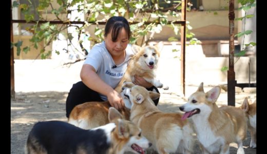 养犬兄妹引进新犬种——柯基犬，小短腿跑起来太搞笑啦Corgi, it's funny to run on short legs