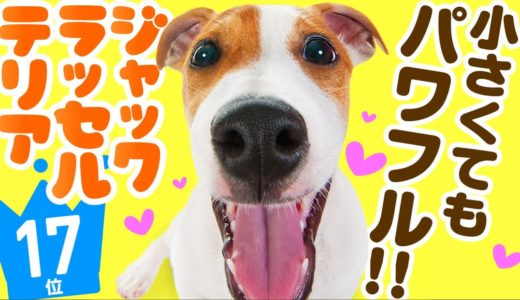 ❤️人気17位【ジャック・ラッセル・テリアってどんな犬？】子犬の価格や性格、寿命、飼いやすさは？ カワイイ動画でチェック！