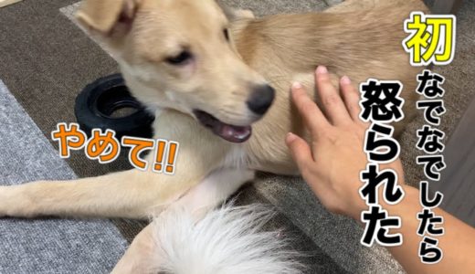 【初撫で!!】勝手に撫でられてイラッとする犬