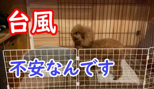 台風の夜は不安で眠れない犬