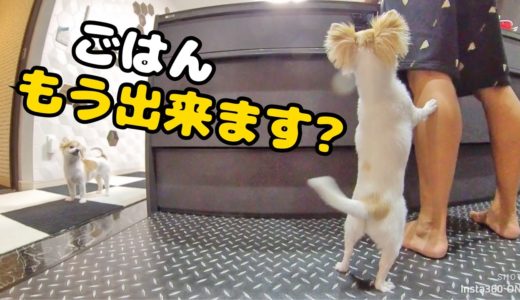 犬である事を完全に忘れてしまっているチワワｗ