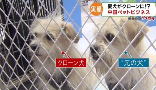 “死んだ愛犬の細胞”から作られた、そっくりな犬…「クローンペット」が中国で増加。優秀な犬のクローン犬は「500万円以上」にも～カンテレ「報道ランナー」（2020/９/17OA）